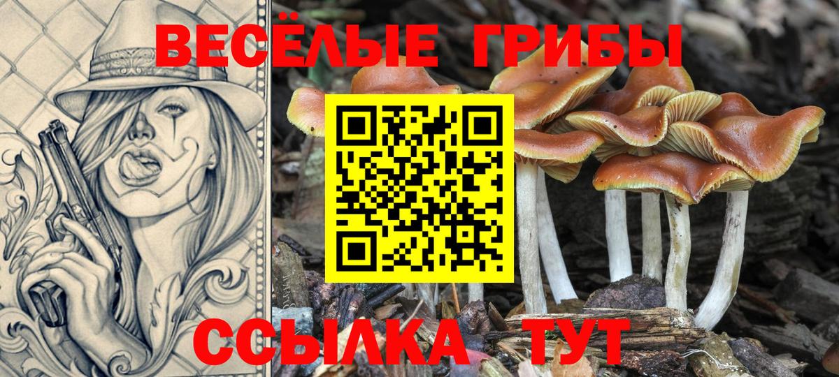 Галлюциногенные грибы Psilocybe Железногорск